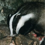 badger