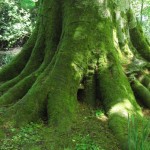 Root flare, beech