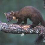 pine_marten_lge